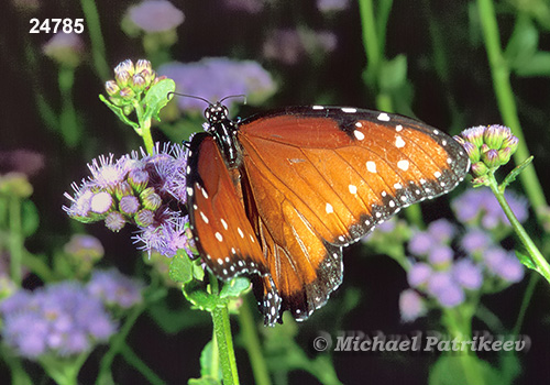 Queen Butterfly (Danaus gilippus)